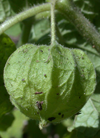 Clammy Ground-cherry