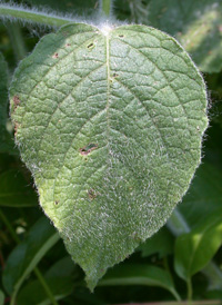 Clammy Ground-cherry