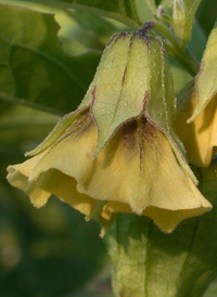 Long-leaved Ground-cherry