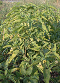 Long-leaved Ground-cherry