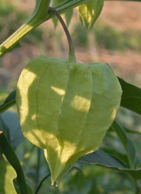 Long-leaved Ground-cherry