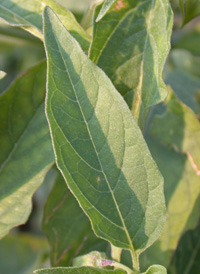 Long-leaved Ground-cherry