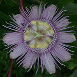 Purple Pasionflower Purple Pasionflower