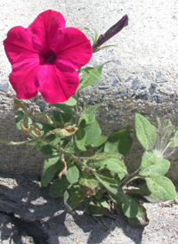 Hybrid Petunia