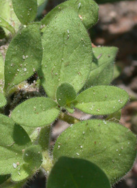 Hybrid Petunia