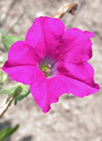 Hybrid Petunia