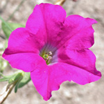 Hybrid Petunia