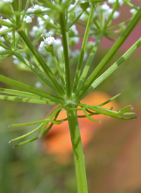 Mock Bishopweed