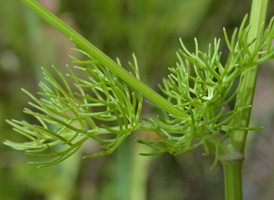 Mock Bishopweed