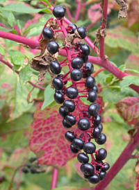 American Pokeweed