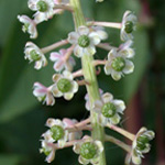 American Pokeweed American Pokeweed