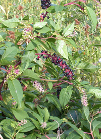 American Pokeweed