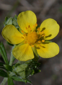 Hoary Cinquefoil