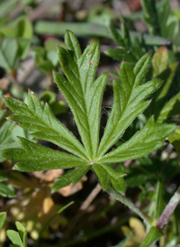 Hoary Cinquefoil