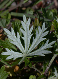 Hoary Cinquefoil