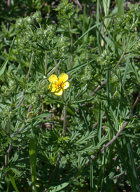 Hoary Cinquefoil