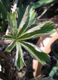 Dwarf Cinquefoil