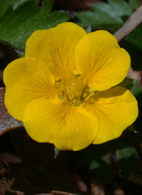 Dwarf Cinquefoil