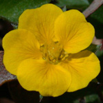 Dwarf Cinquefoil Dwarf Cinquefoil