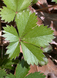 Dwarf Cinquefoil