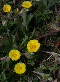 Dwarf Cinquefoil