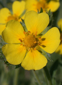 Russian Cinquefoil