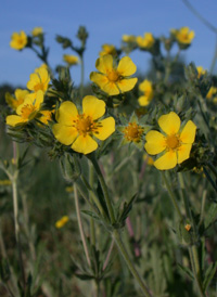 Russian Cinquefoil