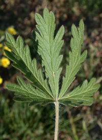 Russian Cinquefoil