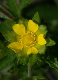 Rough Cinquefoil