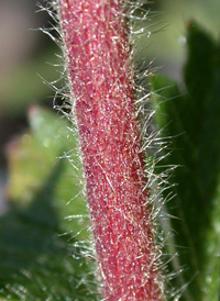 Rough Cinquefoil