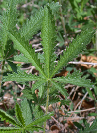 Sulphur Cinquefoil