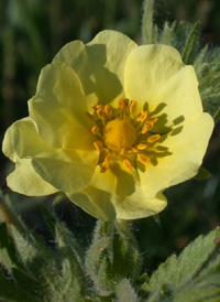 Sulphur Cinquefoil