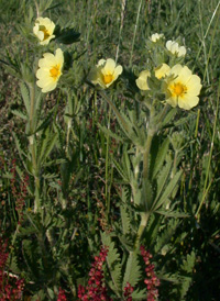 Sulphur Cinquefoil