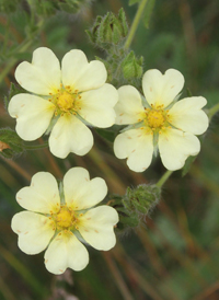 Sulphur Cinquefoil