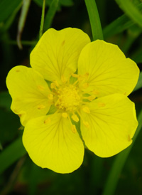 Creeping Cinquefoil