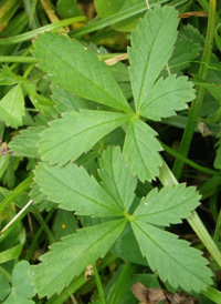 Creeping Cinquefoil