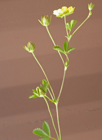 Creeping Cinquefoil