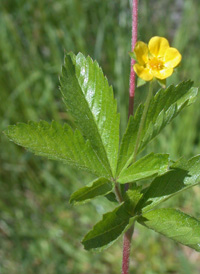 Common Cinquefoil