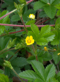 Common Cinquefoil