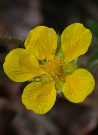 Common Cinquefoil