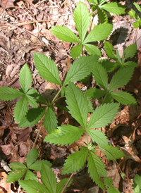 Common Cinquefoil