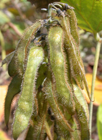 Kudzu Vine