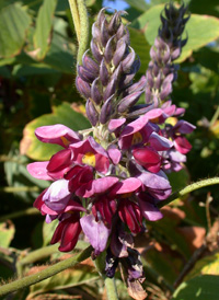 Kudzu Vine