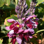 Kudzu Vine