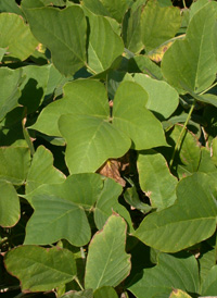 Kudzu Vine