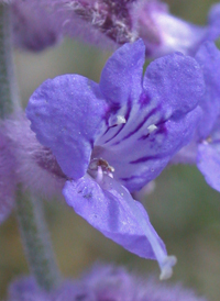 Russian Sage