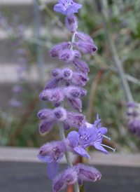 Russian Sage