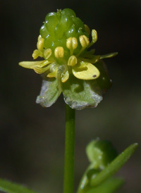 Kidney-leaved Buttercup