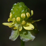 Kidney-leaved Buttercup