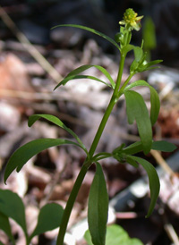 Kidney-leaved Buttercup